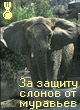 СКАЧАТЬ